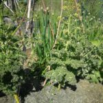 grønnkål og pipeløk vokser igjen om våren