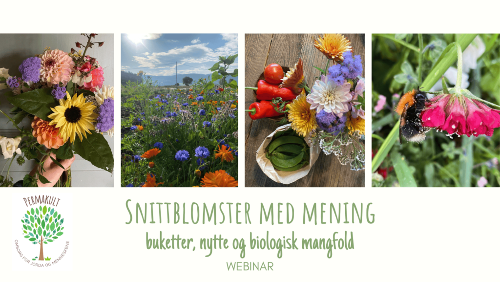 Snittblomster i permakulturhagen