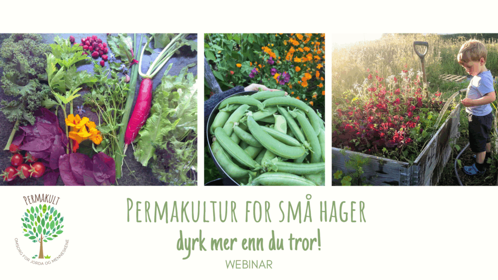Permakultur i små hager: dyrk mer enn du tror!